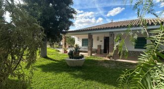 5 HECTAREAS DE OLIVAR GORDAL, CON