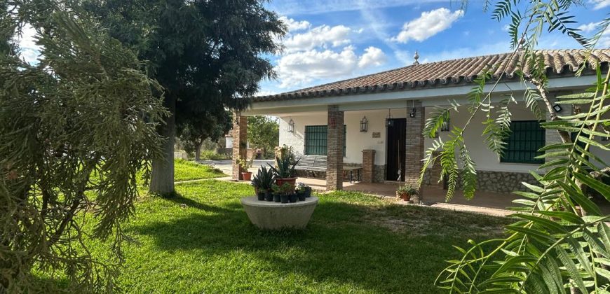 5 HECTAREAS DE OLIVAR GORDAL, CON