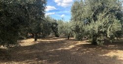 5 HECTAREAS DE OLIVAR GORDAL, CON
