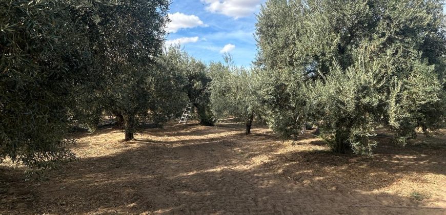 5 HECTAREAS DE OLIVAR GORDAL, CON
