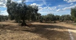 5 HECTAREAS DE OLIVAR GORDAL, CON