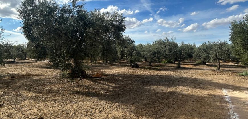 5 HECTAREAS DE OLIVAR GORDAL, CON