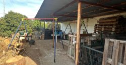 5 HECTAREAS DE OLIVAR GORDAL, CON