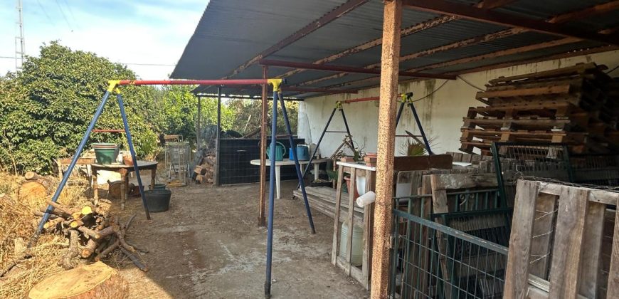 5 HECTAREAS DE OLIVAR GORDAL, CON